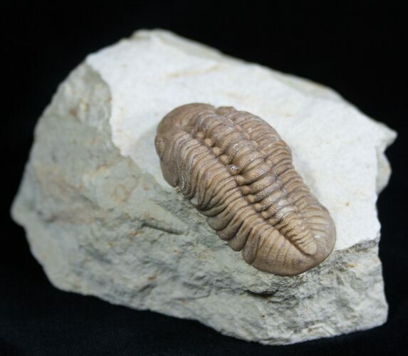 Crawling Lochovella (Reedops) Trilobite #1889